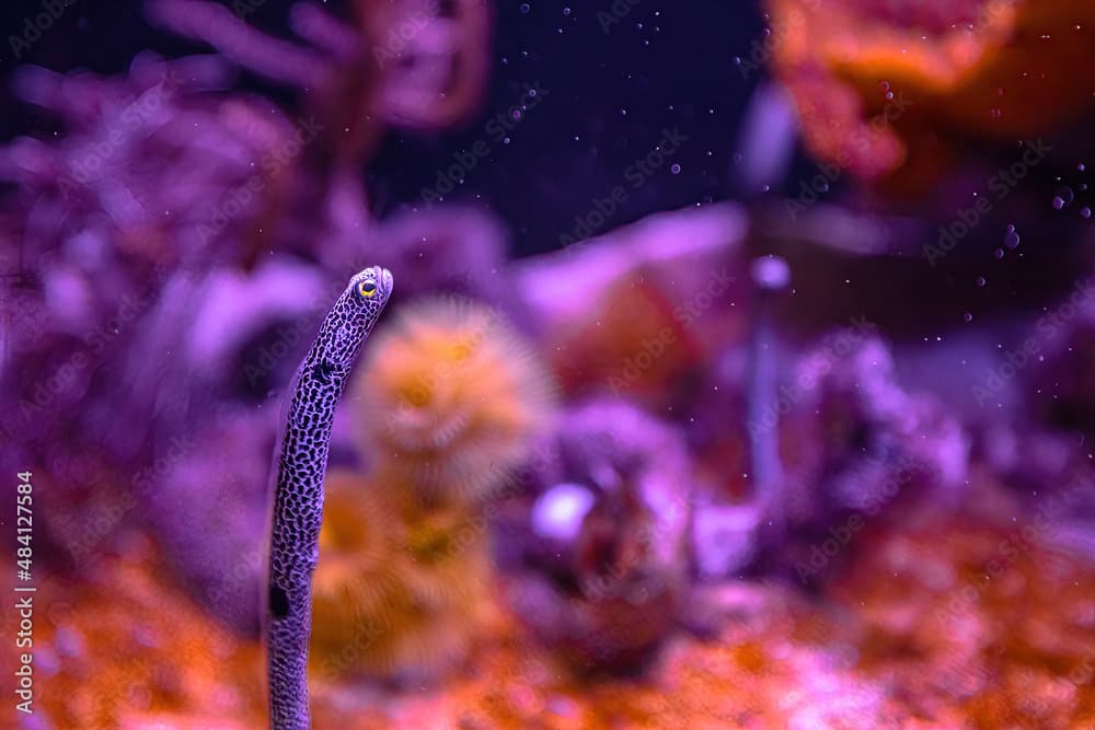 Spotted garden eel of aquarium with anemone in coral reef. Heteroconger hassi species of family Congridae living in Indo-Pacific seas, from Red Sea to Polynesia and Australia