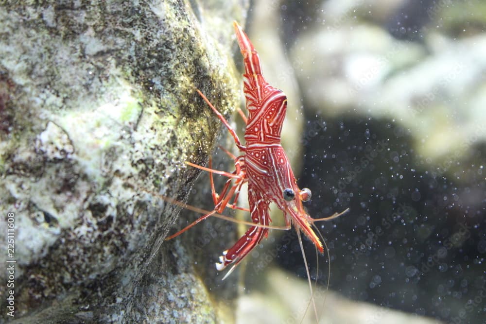 Dancing shrimp, Hinge-beak shrimp, Camel shrimp (Rhynchocinetes durbanensis)