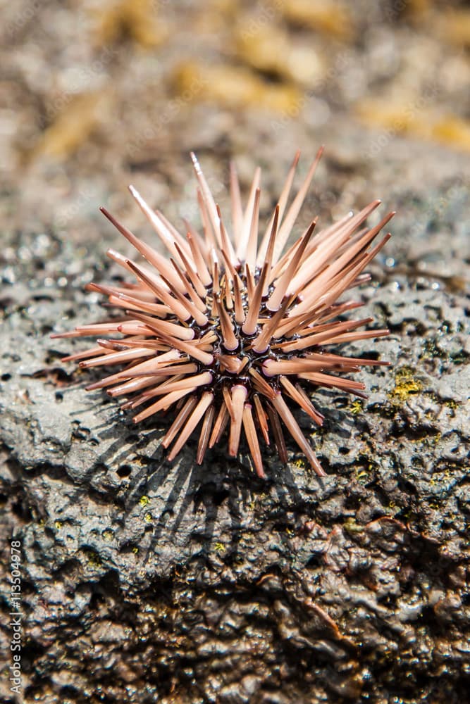 Hawaiian Pink Rock Boring Urchin