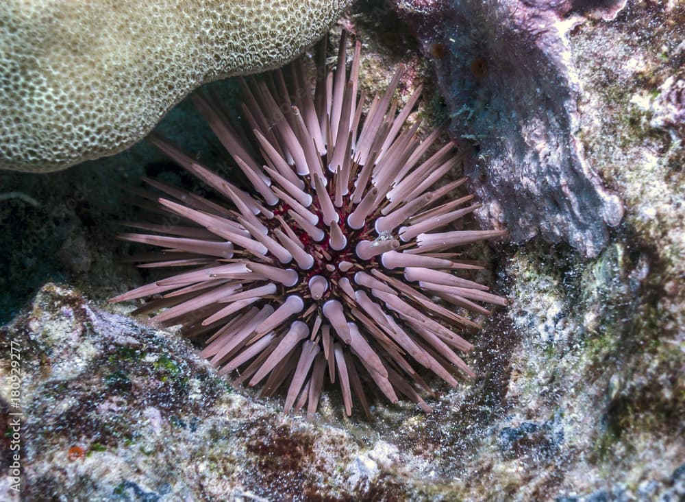 PALE ROCK-BORING URCHIN