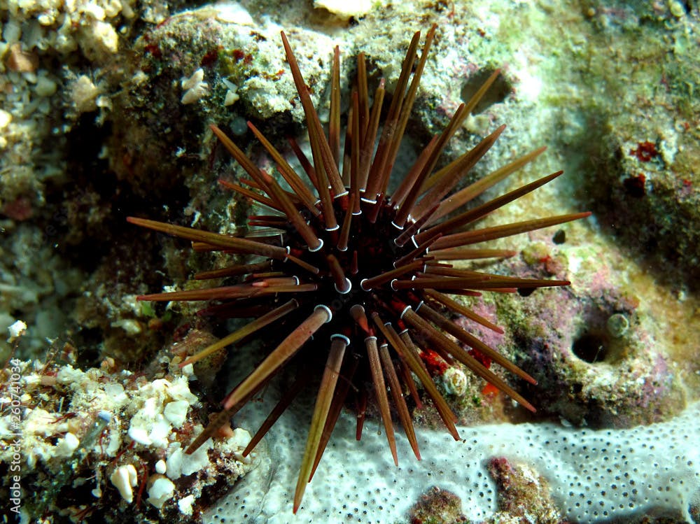 Rock boring urchin (Ehinometra cf mathaei) Taking in Red Sea, Egypt.