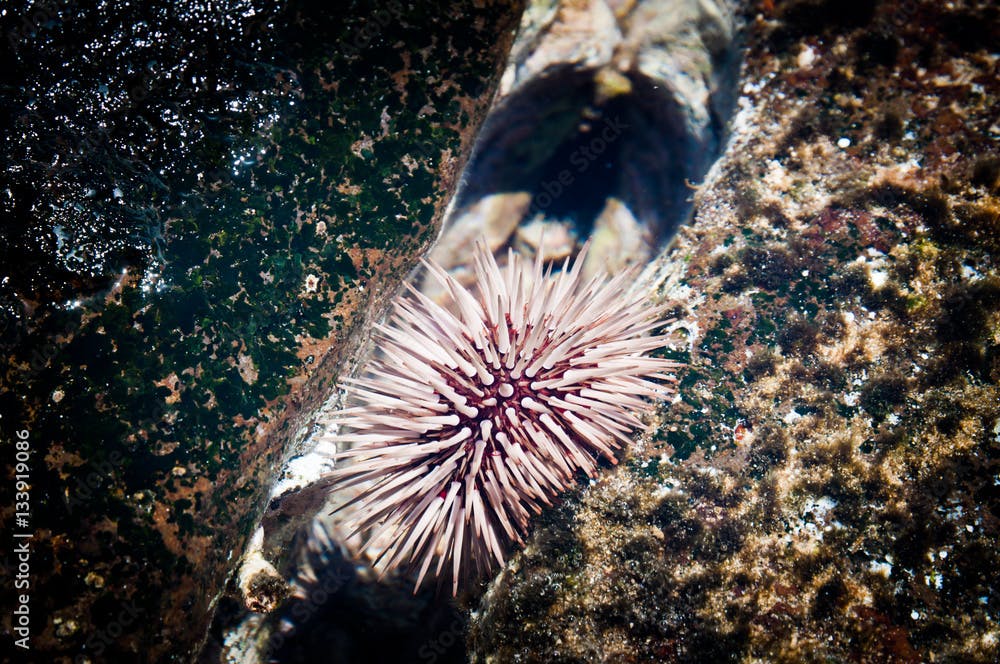 Rock-boring sea urchin