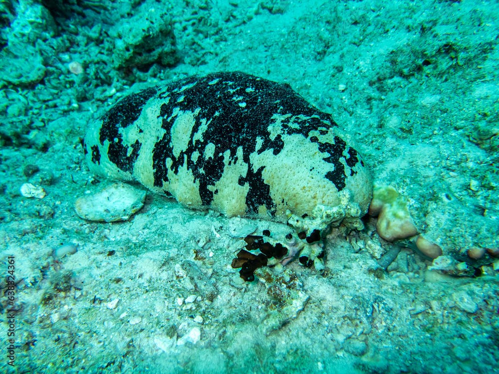 Holothuria nobilis at the bottom of a coral reef in the Red Sea
