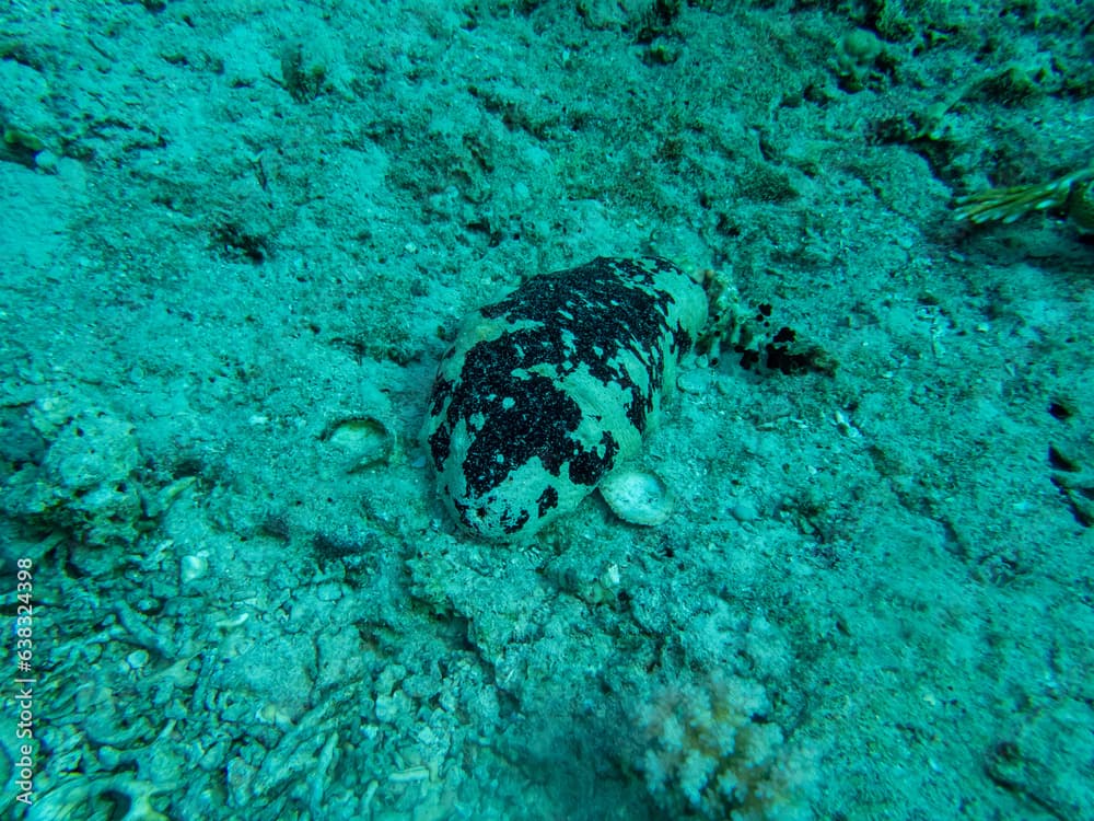 Holothuria nobilis at the bottom of a coral reef in the Red Sea