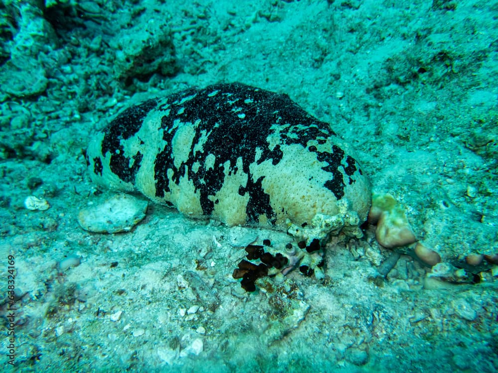 Holothuria nobilis at the bottom of a coral reef in the Red Sea