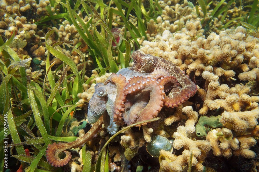 Caribbean reef octopus mating