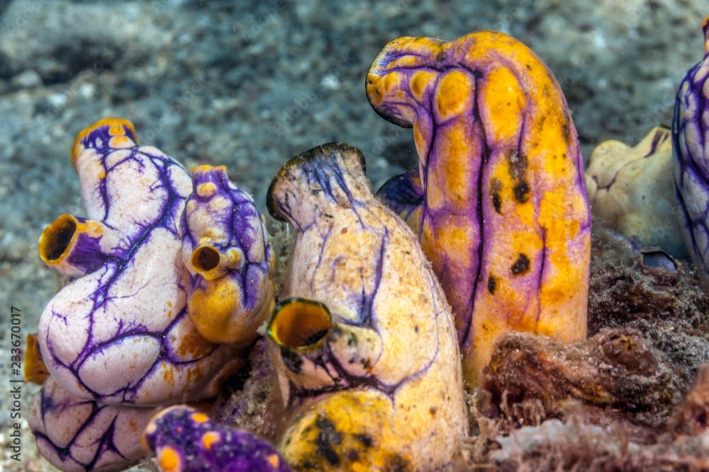 Polycarpa aurata, also known as the ox heart ascidian, the gold-mouth sea squirt or the ink-spot sea squirt