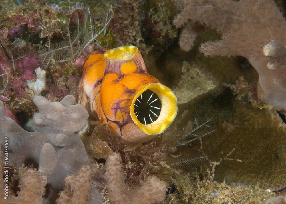 Gold-mouth sea squirt , ink spot sea squirt , Polycarpa aurata ) resting on coral reef of Raja Ampat