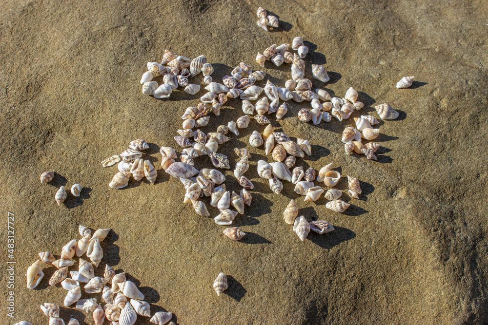 Euplica scripta, common name: dotted pigeon shell, is a species of sea snail, a marine gastropod mollusc of the family Columbellidae, pigeon snails. Small spiral shells lie on the stone. 