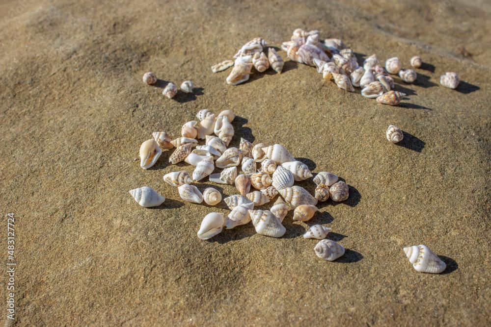 Euplica scripta, common name: dotted pigeon shell, is a species of sea snail, a marine gastropod mollusc of the family Columbellidae, pigeon snails. Small spiral shells lie on the stone. 