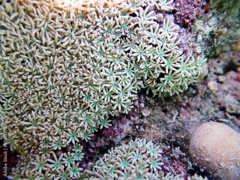 Organ pipe coral - (Tubipora musica)