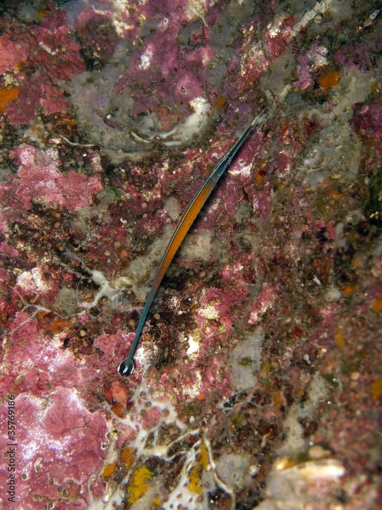 Janss Pipefish - Doryrhamphus janssi