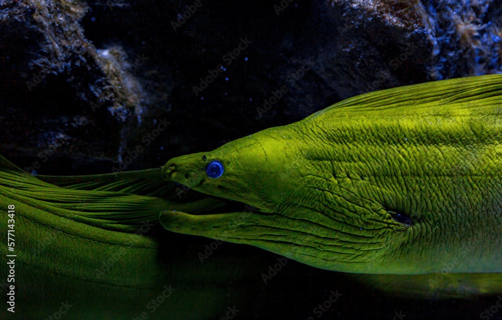 Underwater shot of fish Gymnothorax funebris