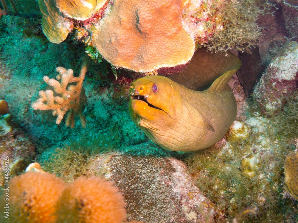 Green moray (Gymnothorax funebris)