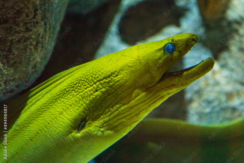 Closeup shot of a green moray (Gymnothorax funebris) in Monterey Bay Aquarium