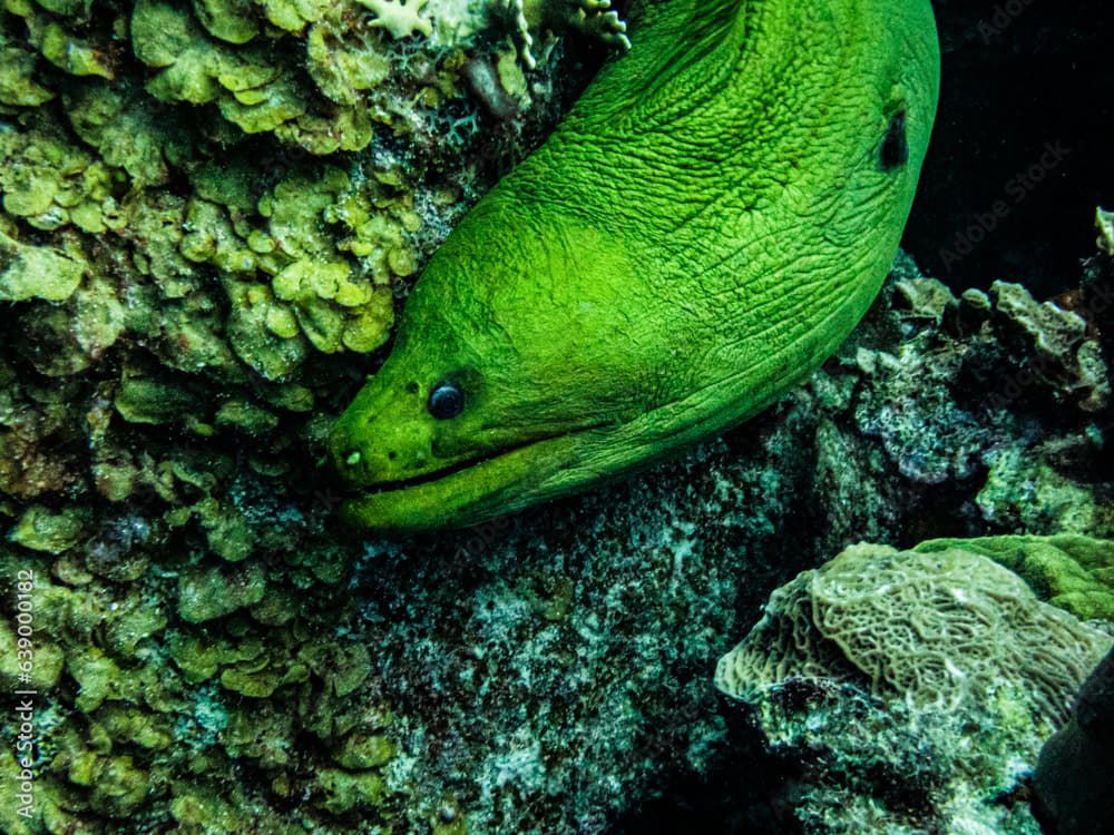 Green Moray Eel