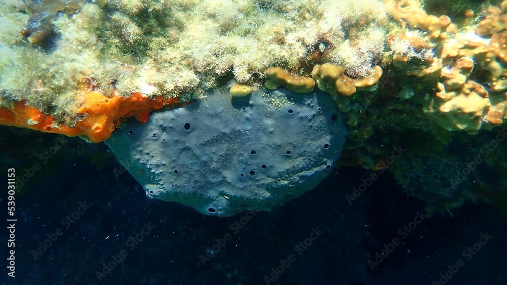 Bath sponge Spongia (Spongia) officinalis undersea, Aegean Sea, Greece, Halkidiki