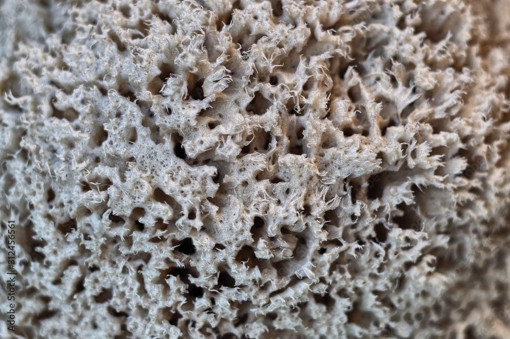 Closeup of a marine sponge