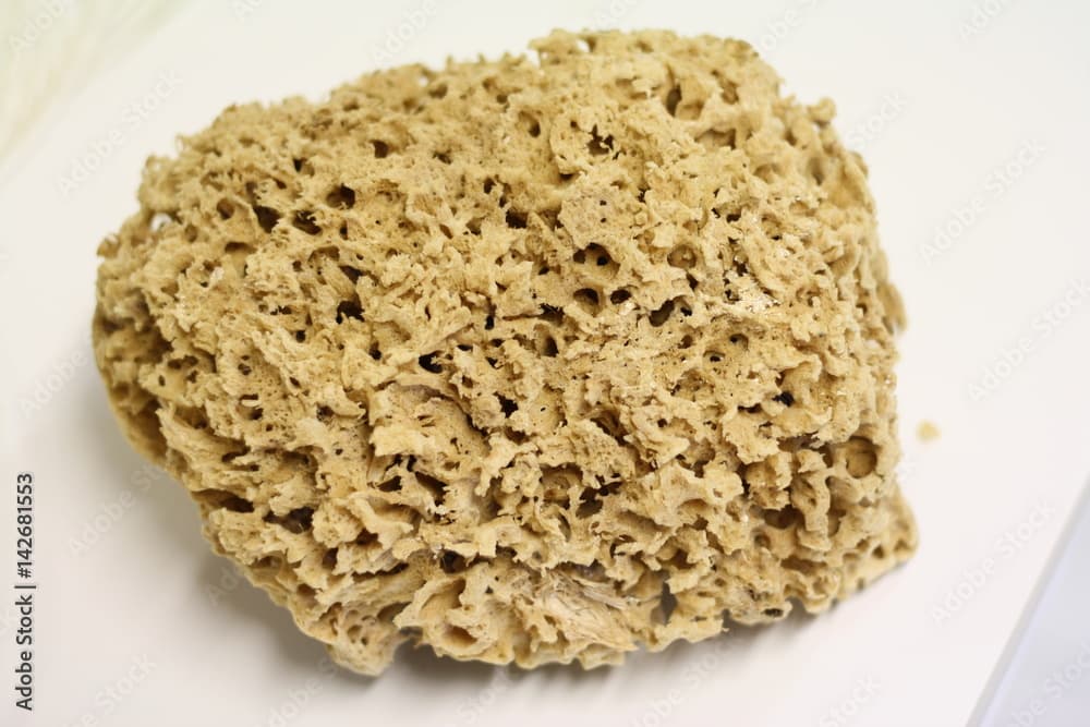 commercial sponge · Spongia officinalis · Reeflings Library