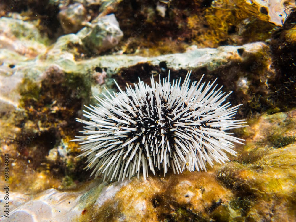 White Urchin