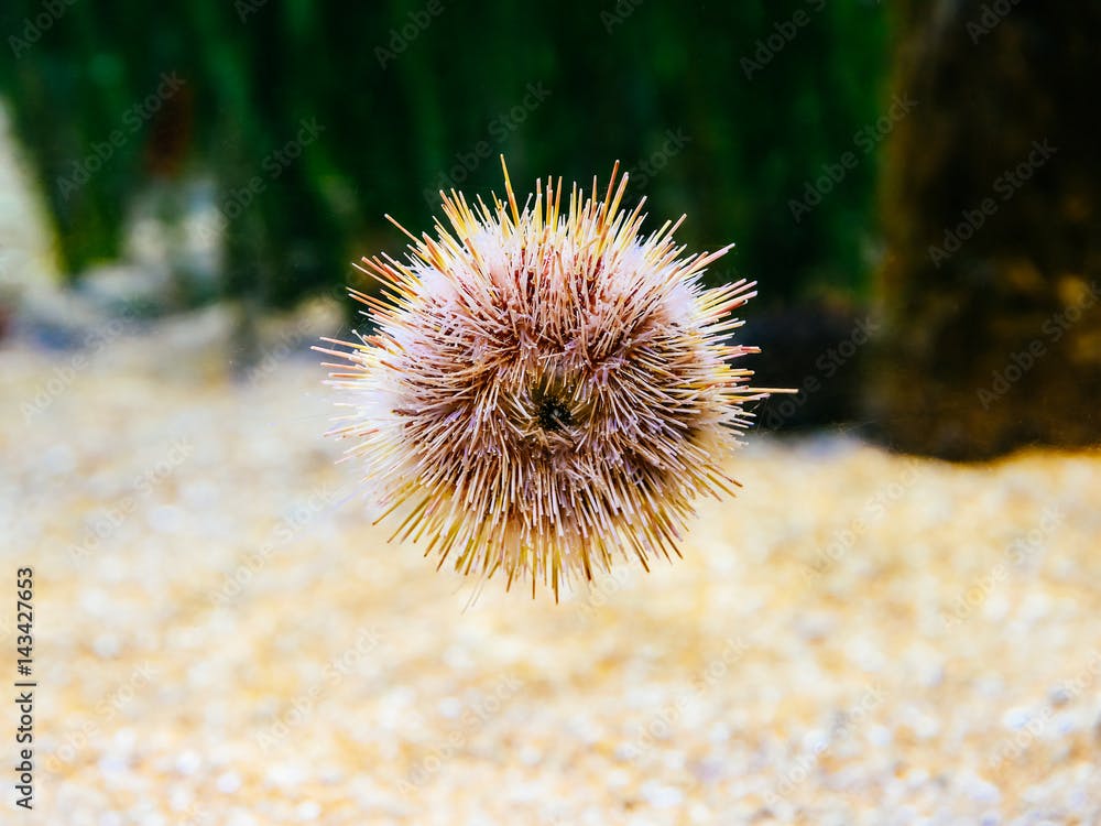 Melon Sea Urchin In Aquarium