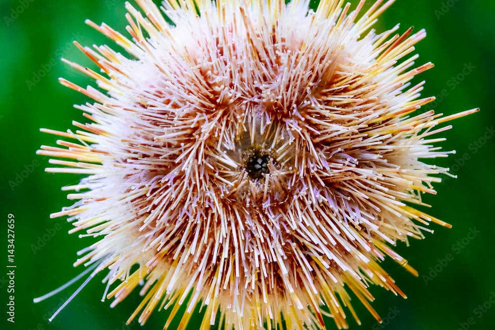 Melon Sea Urchin In Aquarium