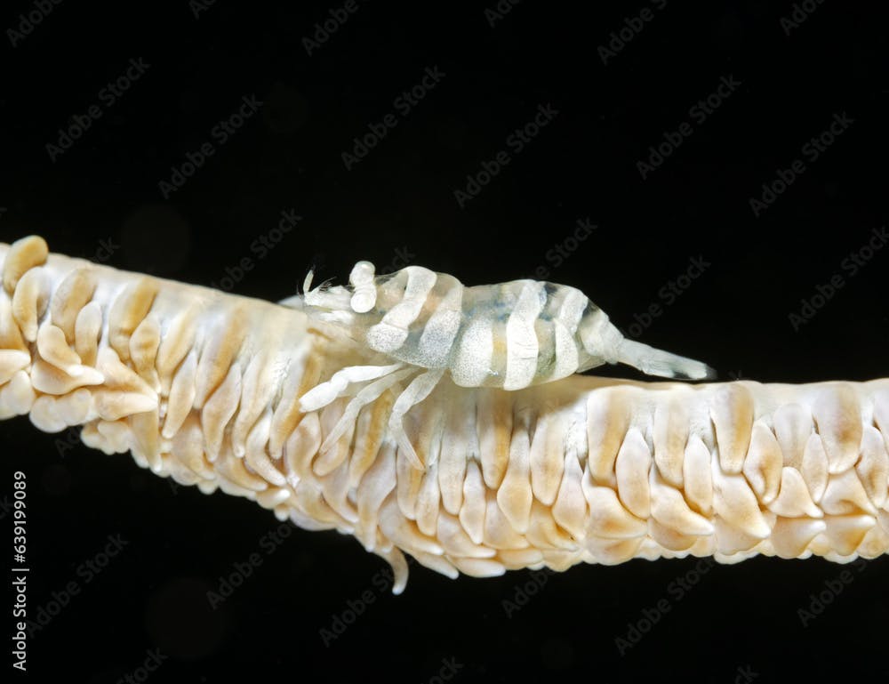 Whip coral Shrimp, Pontonides unciger (Pontonides ankeri) Raja Ampat Indonesia.