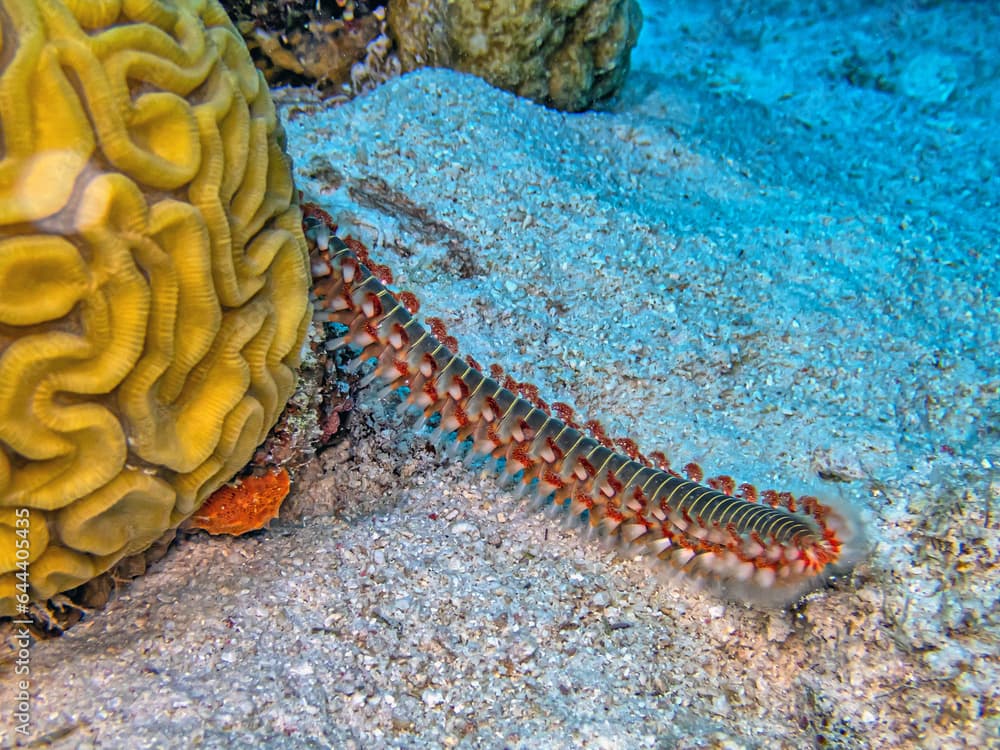 Hermodice carunculata, the bearded fireworm