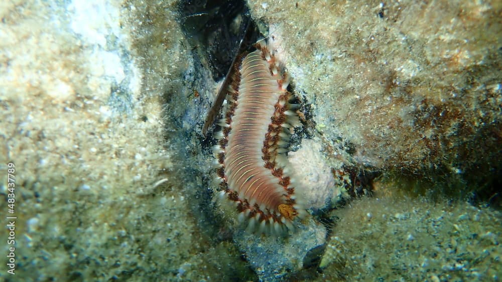 Bearded fireworm or green bristle worm, green fireworm (Hermodice carunculata) extreme close-up undersea, Aegean Sea, Greece, Syros island. Do not touch! Very dangerous.