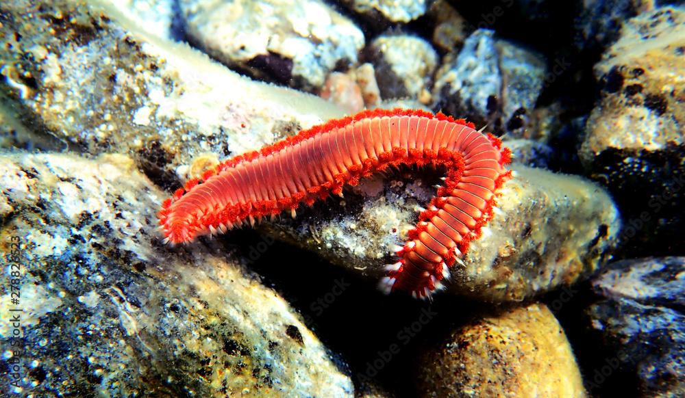 Red Mediterranean Fireworm - Hermodice carunculata