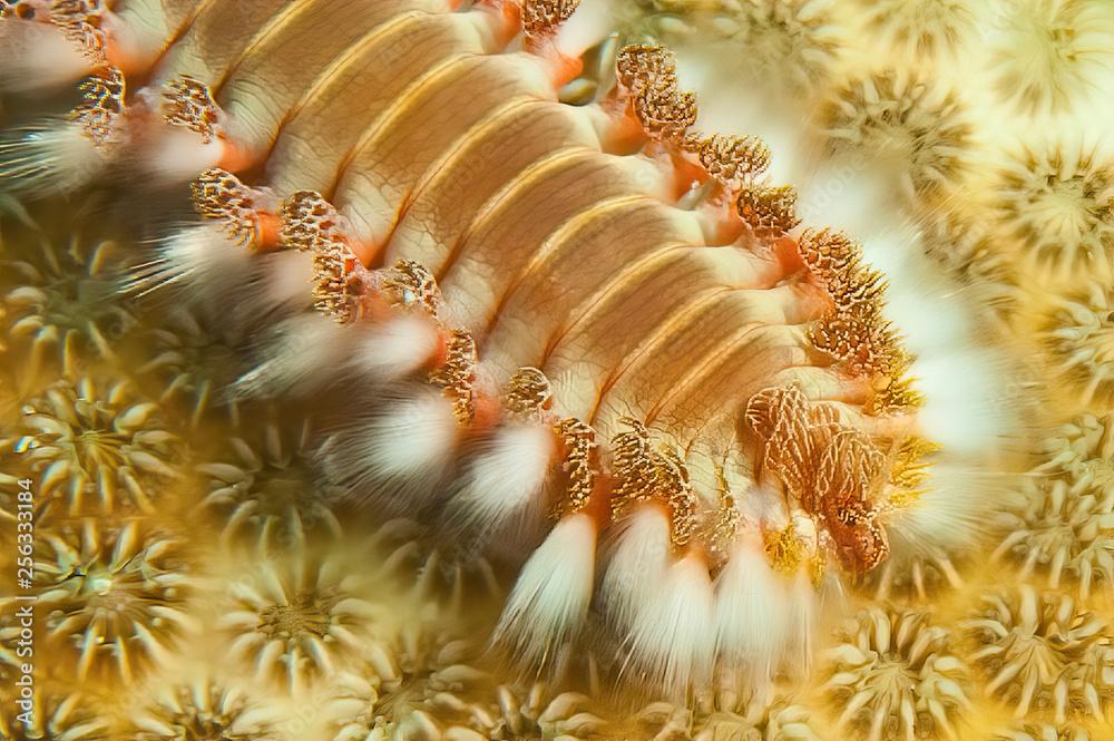 Bearded Fireworm (Hermodice carunculata), Bonaire, Caribbean Sea	