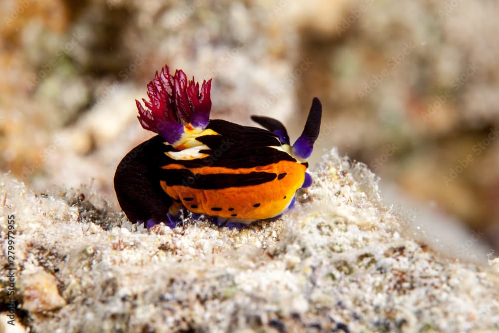 Nembrotha megalocera is a species of colourful sea slug, a dorid nudibranch, a marine gastropod mollusk in the family Polyceridae