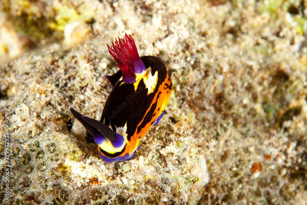 Nembrotha megalocera is a species of colourful sea slug, a dorid nudibranch, a marine gastropod mollusk in the family Polyceridae