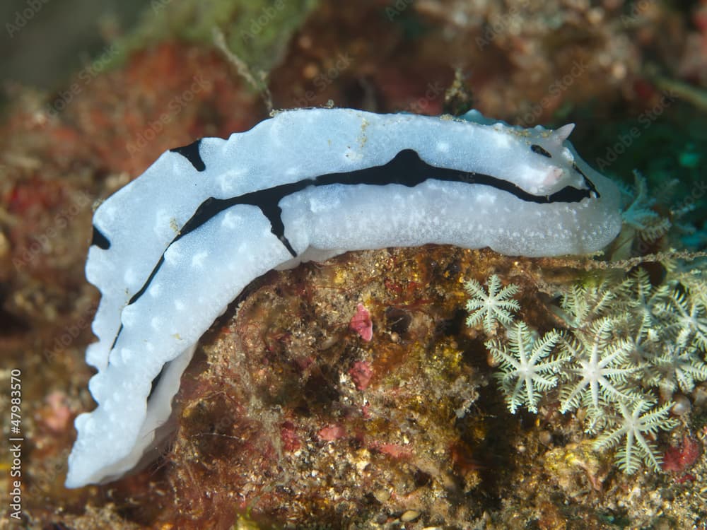 Nudibranch Phyllidiopsis pipeki