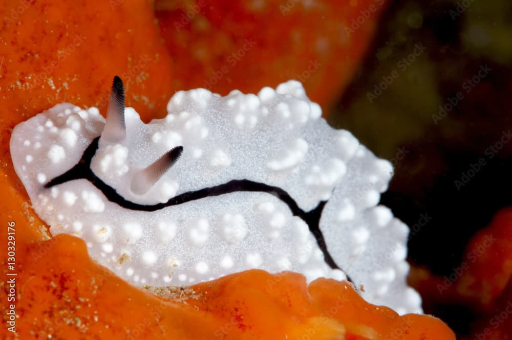 Phyllidiopsis pipeki nudibranch, Sulawesi, Indonesia