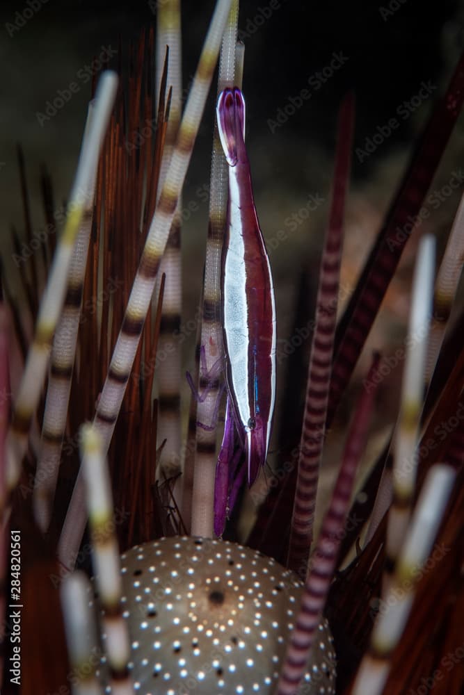 Marine life, Liuqiu island, Taiwan