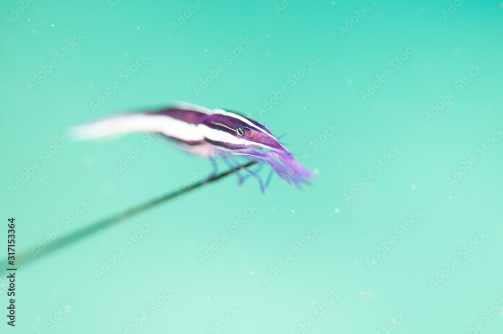 Purple Urchin Shrimp - Stegopontonia commensalis 