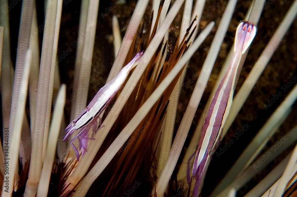 Commensal shrimps, Stegopontonia commensalis, living on the spines of a sea urchin, Bali Indonesia.