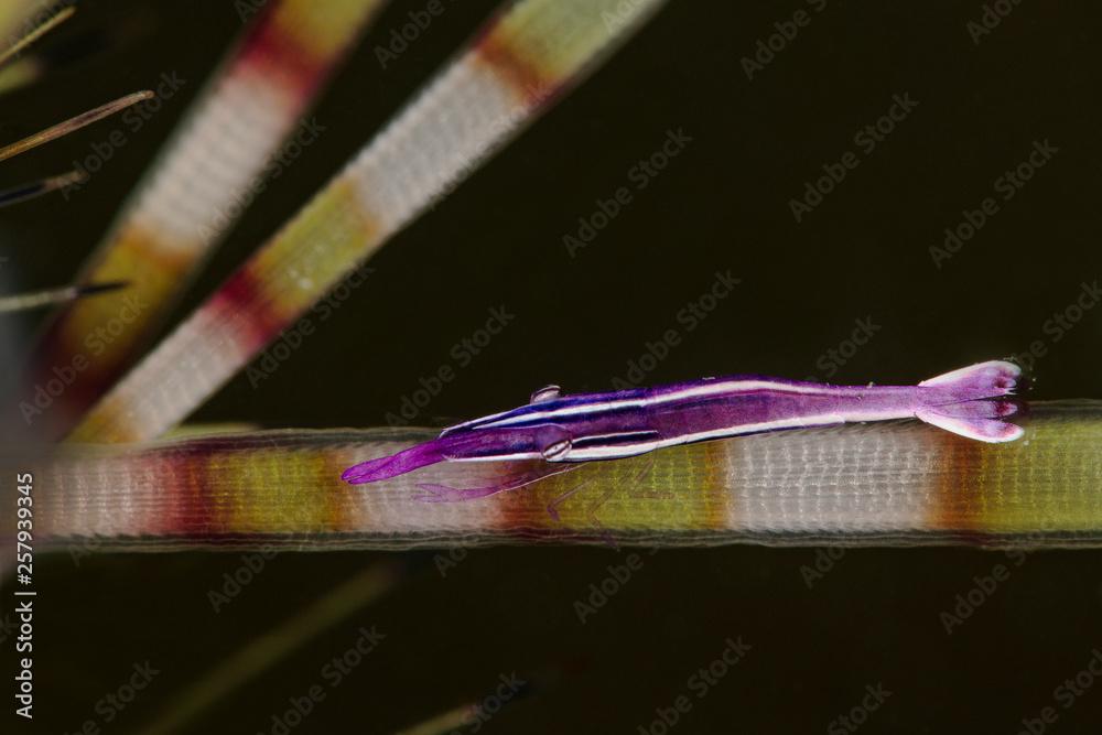 Whitestripe urchin shrimp (Stegopontonia commensalis) from Ambon, Indonesia