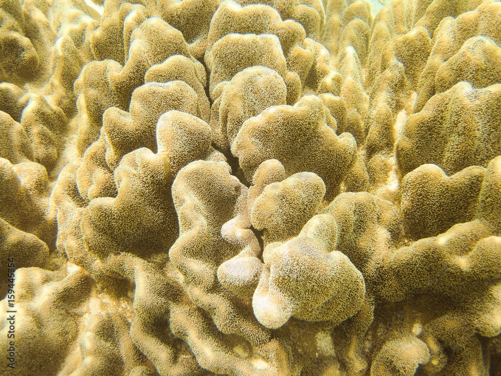 Lobophytum is genus of soft corals commonly known as devil's leather hand corals. These species live in shallow water of tropical Indo-Pacific. Beautiful reef underwater scene with soft coral close-up