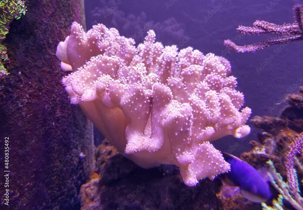 Close up of a beautiful Devil's hand coral