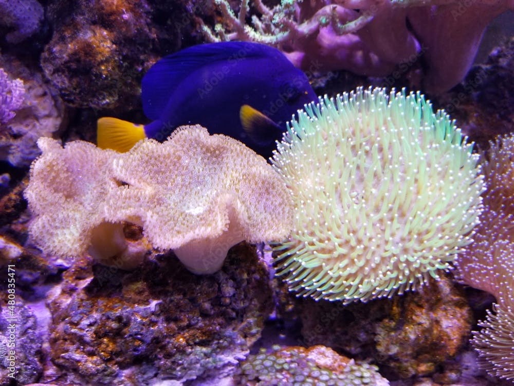 A beautiful saltwater aquarium with Devil's hand coral and toadstool leather coral reef