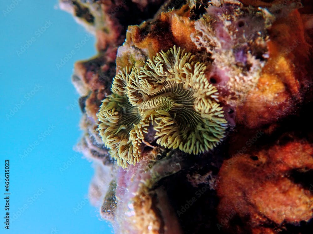 Rare image of Mediterranean Rock flower anemone - Phymanthus crucifer