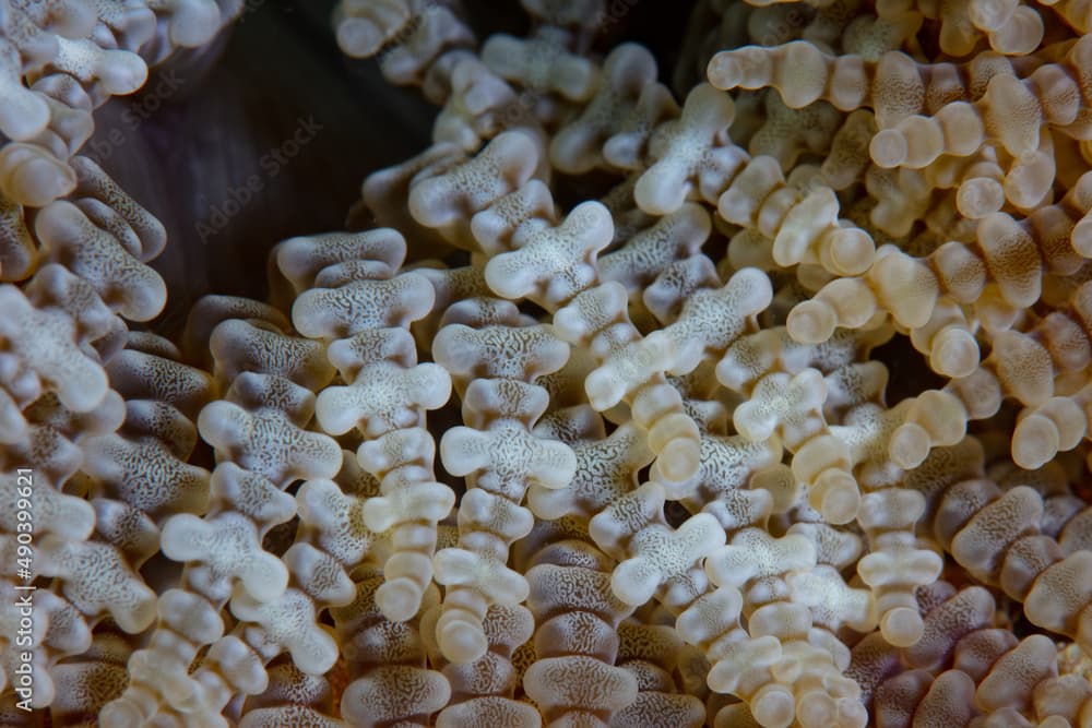 Detail of the textured tentacles on an anemone, Heteractis aurora, on a coral reef in Indonesia. This common anemone is host to a number of anemonefish species.