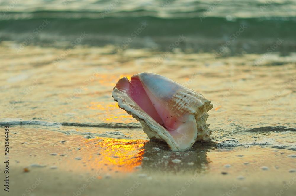 Seashell on the coast at sunrise. Big seashell on the beach close up . Queen conch (Lobatus gigas) 