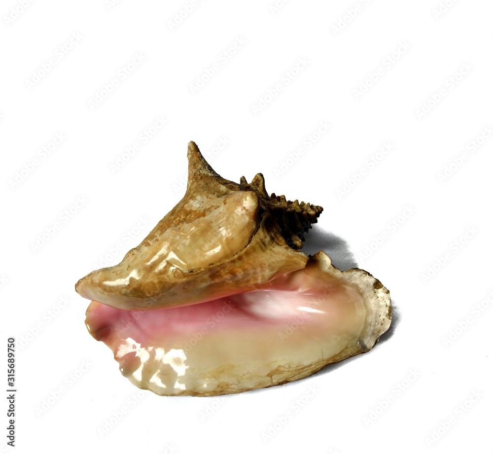 Lobatus Gigas marine giant shell on white background. marine or summer concept