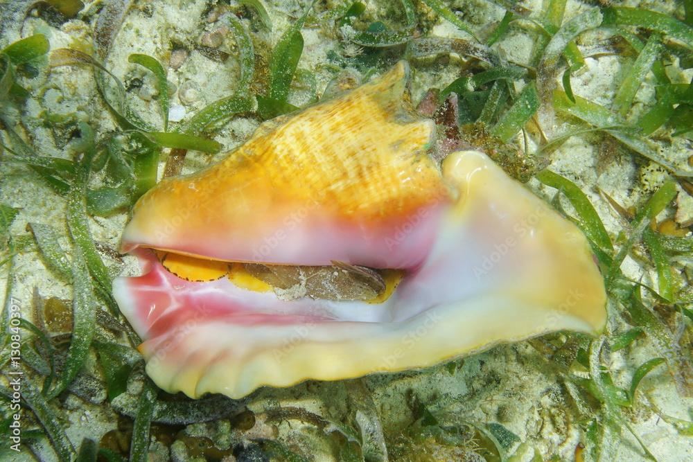 Bottom part of queen conch shell, Lobatus gigas, underwater on seabed with seagrass, alive specimen, Caribbean sea