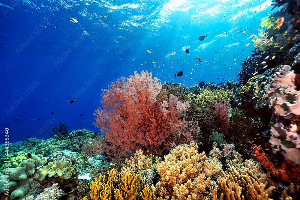 A picture of the coral reef