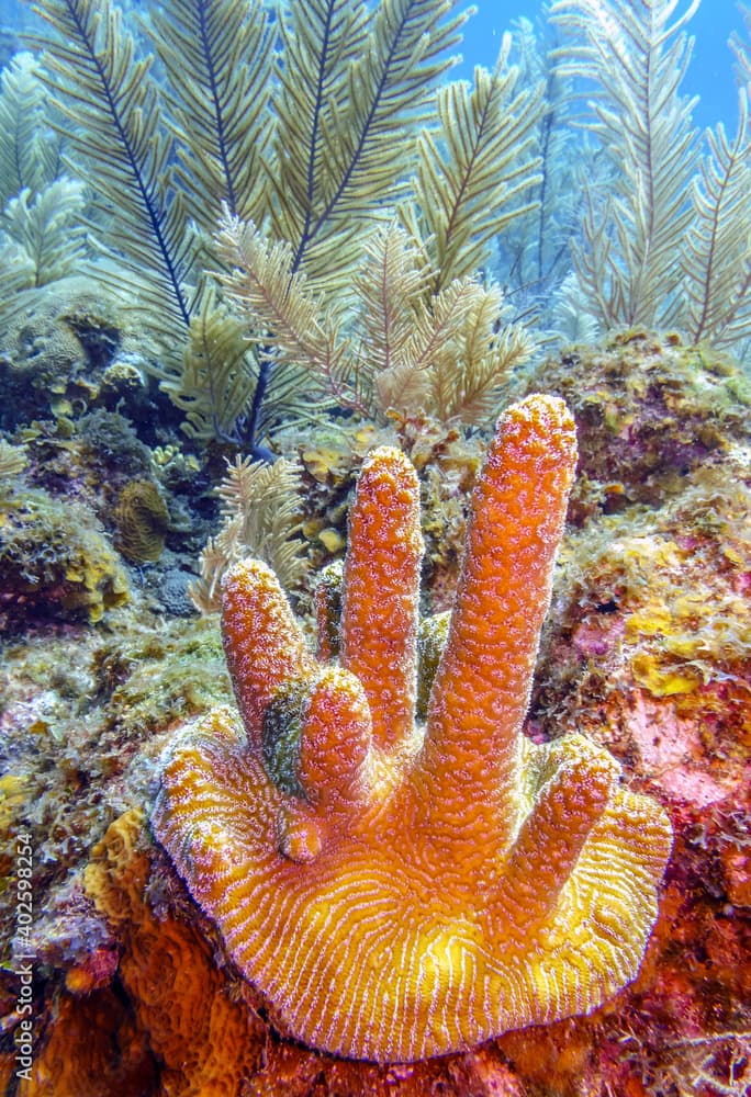 Caribbean coral garden