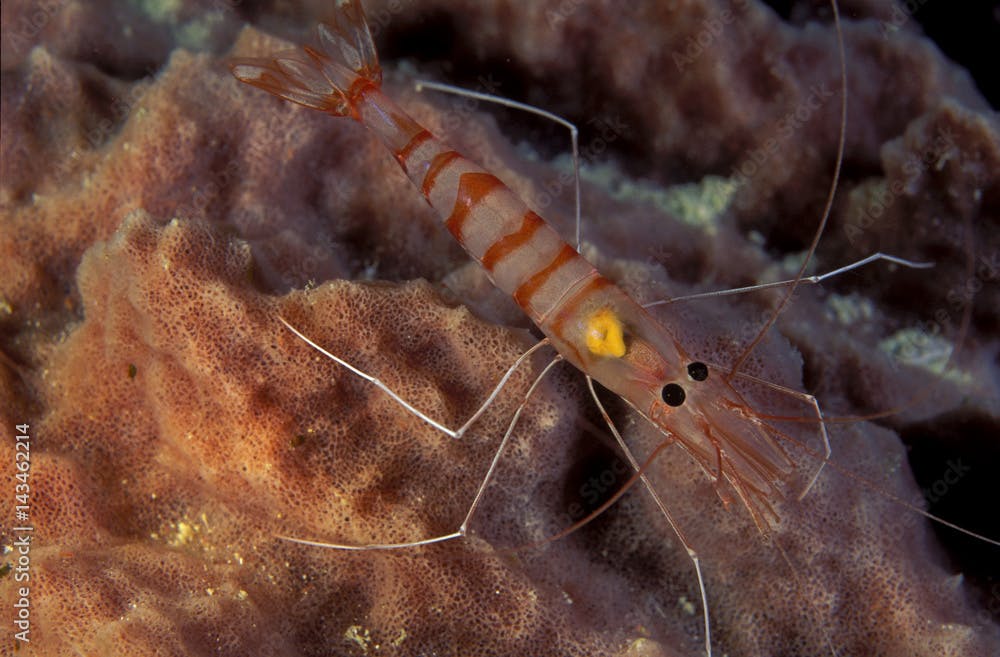 Cave shrimp, Parhippolyte uveae, Sulawesi Indoensia.
